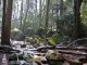 Forest Ecosystem