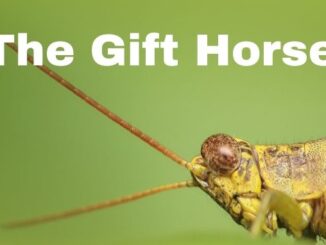 The Gift Horse cover image