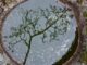 Tree reflected in round puddle