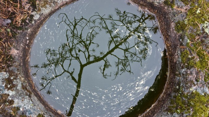 Tree reflected in round puddle