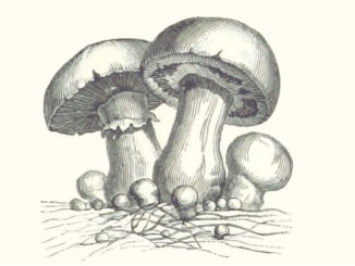 mushrooms lithograph